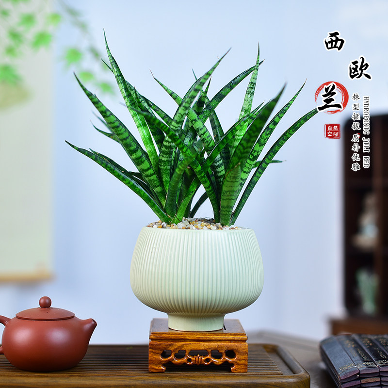 西欧兰盆栽泰国植物懒人好养室内办公室桌面阳台盆景装饰绿植摆件,鲜花速递/花卉仿真/绿植园艺,绿植,淘宝优惠券,粉丝福利购,淘宝优惠卷