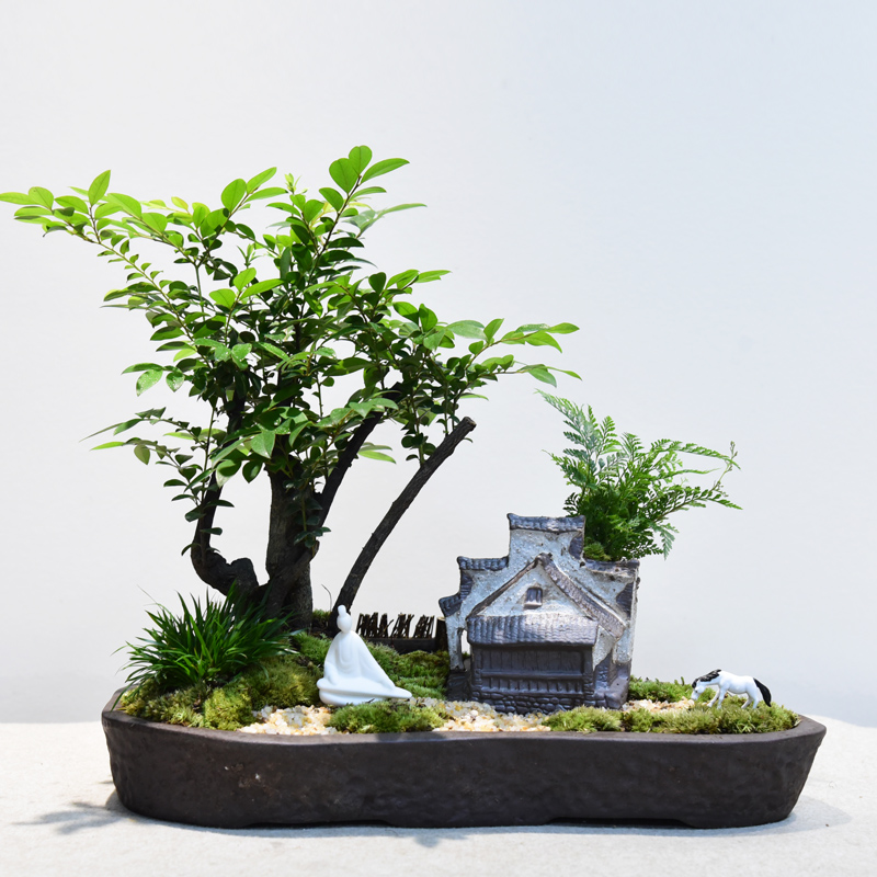 小叶紫檀澳洲杉客厅四季常青盆景