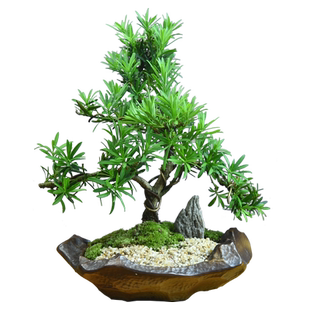 罗汉松盆栽老桩盆景造型树迎客松室内办公桌面茶几中式绿植送礼物