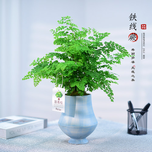 铁线蕨盆栽室内办公客厅桌面网红铁线草绿植花卉观叶四季好养送礼