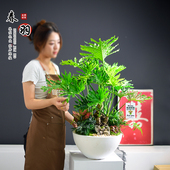 龙鳞春羽绿植盆栽室内办公大盆观叶网红植物好养现代盆景四季 送礼