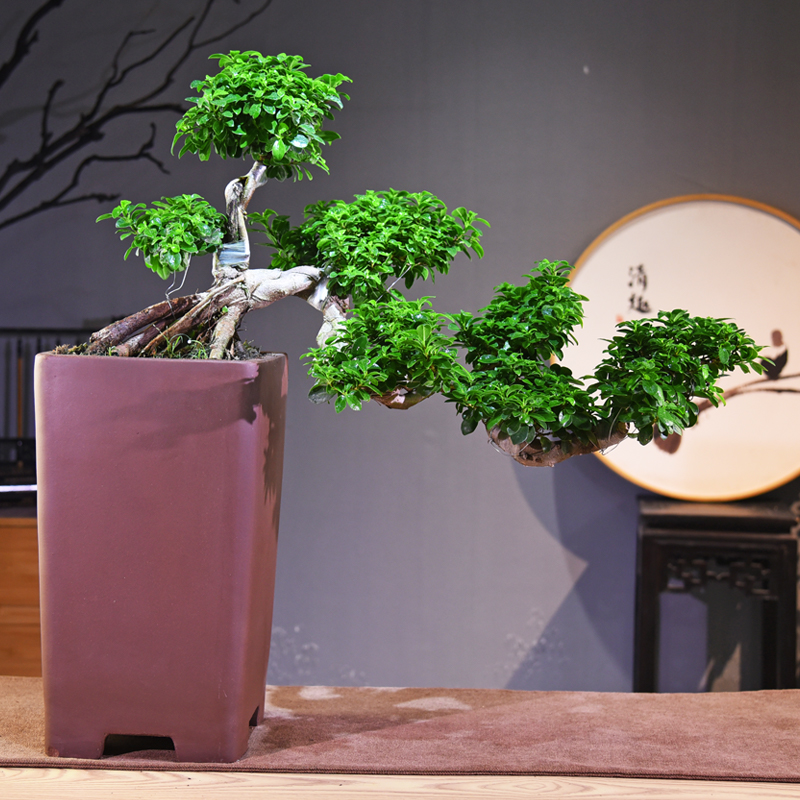 榕树客厅书房阳台窗台