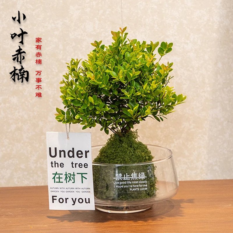 小叶赤楠盆栽苔玉球植物室内桌面好养四季常青客厅办公茶几绿植