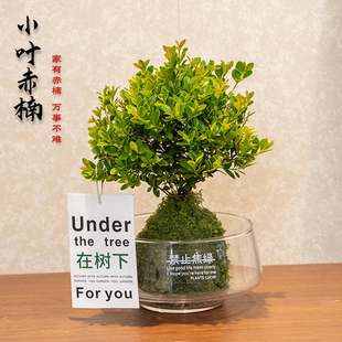 小叶赤楠盆栽苔玉球植物室内桌面好养四季常青客厅办公茶几绿植