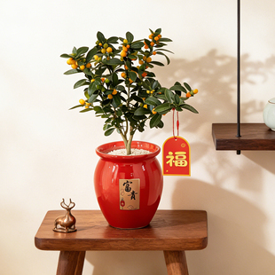 金豆盆景过年桌面盆栽绿植年宵花金桔树带果开花植物室内阳台好养