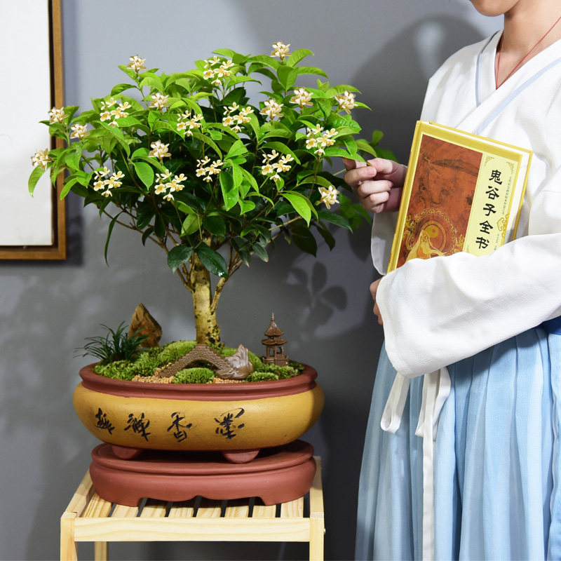 老桩桂花盆景办公室内盆栽好养绿植开花花卉矮株易活客厅四季常青