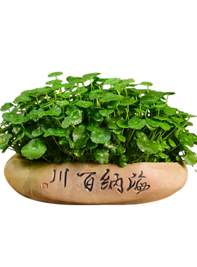 铜钱草水培植物客厅室内无
