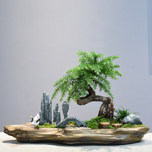 佛肚竹盆栽价格 佛肚竹盆栽图片 星期三