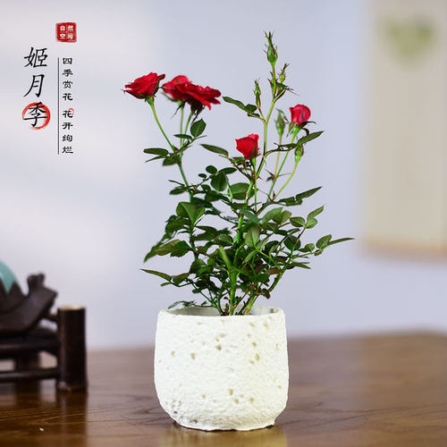 小姑娘姬月季盆栽绿植须惠姬小盆栽室内办公客厅桌面花卉摆件好养