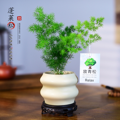 蓬莱松室内盆栽绿植花卉寓意盆景办公客厅茶室从桌面植物摆件好养