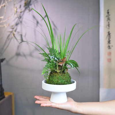 胧月菖蒲摁在苔玉球室内办公阳台客厅装饰桌面植物绿植盆景送礼物