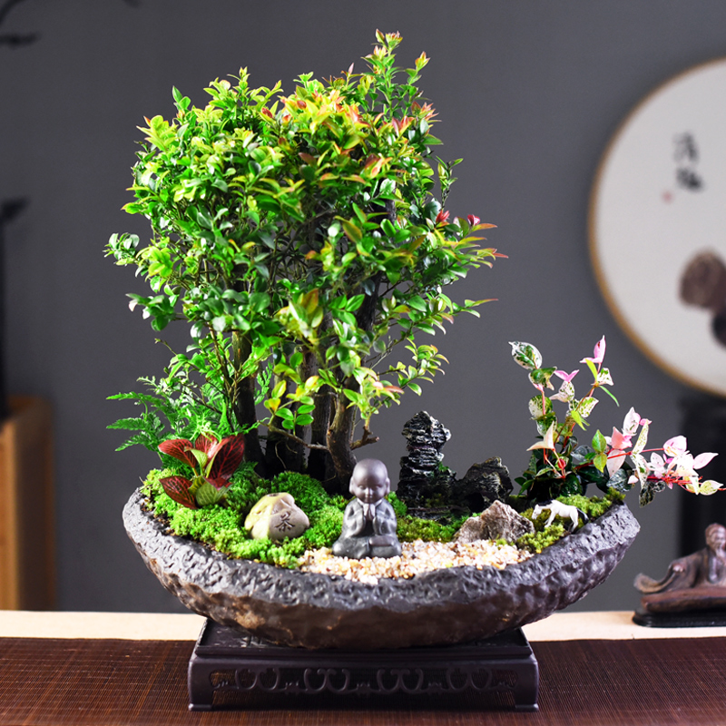 小叶紫檀客厅书房办公室四季常青