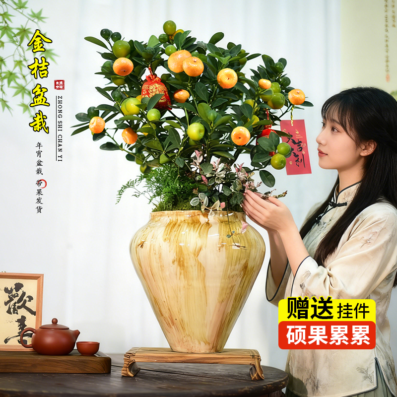 金桔树盆景带果桔祥如意盆景室内观赏桔子过年喜庆植物年宵花送礼