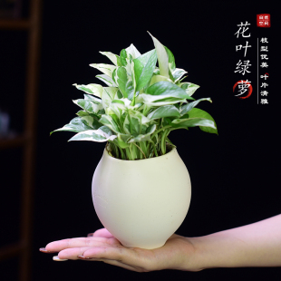 雪花白金葛花叶绿萝盆栽好养办公客厅室内桌面绿植物四季 常青好养