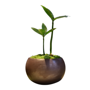 竹柏盆栽室内办公茶几桌面中式小摆件幸运树盆景观赏小摆件好养活