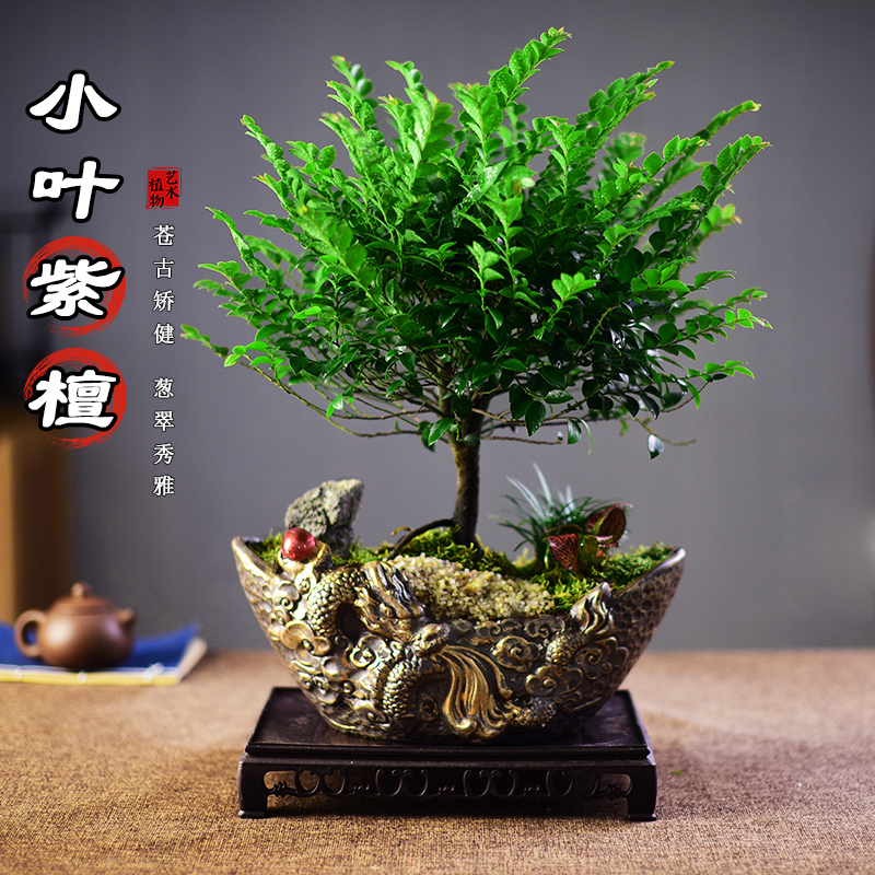 紫檀黑骨茶客厅办公室书房