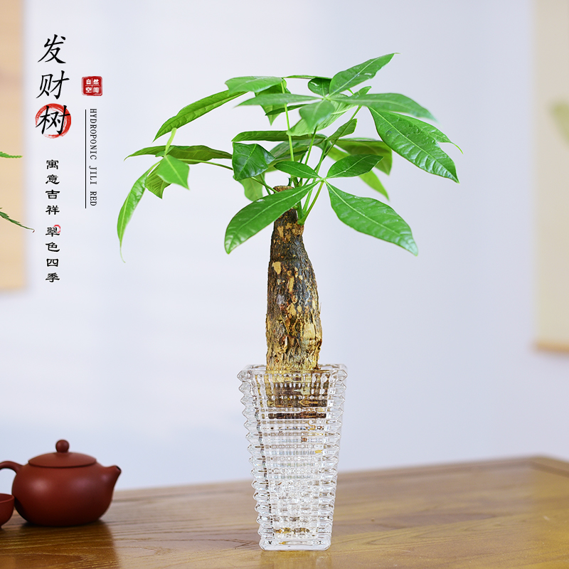 水培发财树盆栽玻璃水养招财树植物盆景客厅办公美观寓意绿植摆件