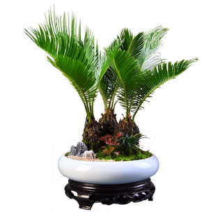 多头铁树盆栽植物室内四季常青树苗客厅阳台办公室桌面绿植盆景