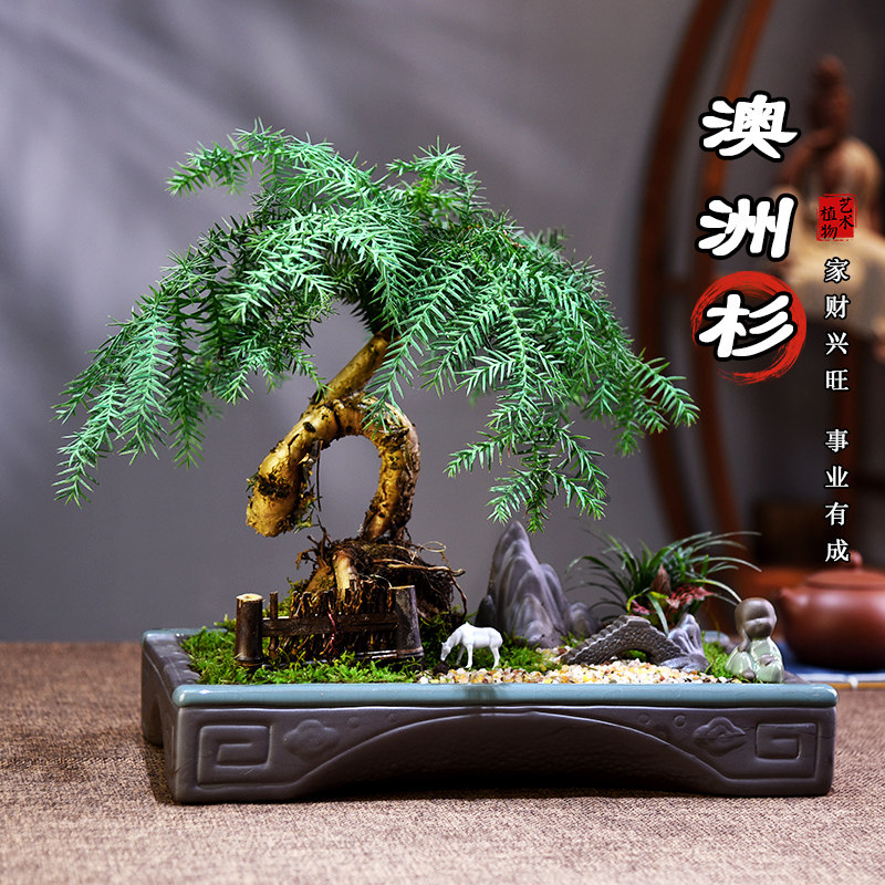 澳洲杉盆景老桩造型植物室内客办公茶室绿植南洋杉不老松盆栽礼品