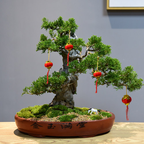 真松柏附石悬崖式盆景造景盆栽植物室内客厅四季常青桌面绿植摆件 - 封面