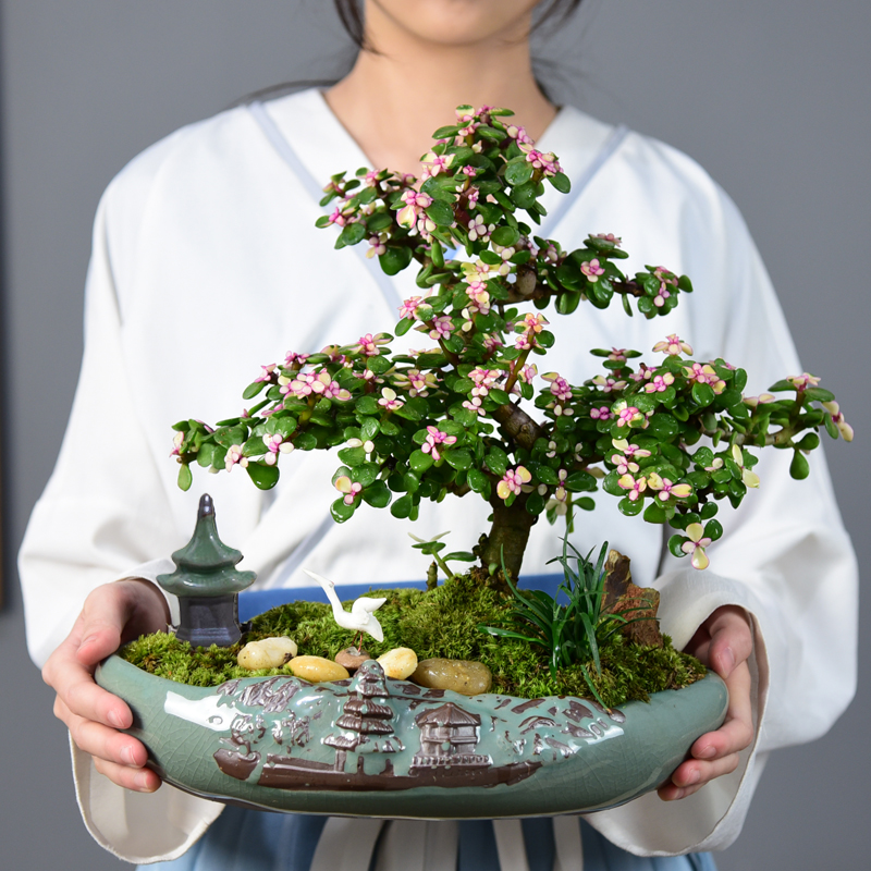 绿植金枝玉叶客厅四季多肉植物