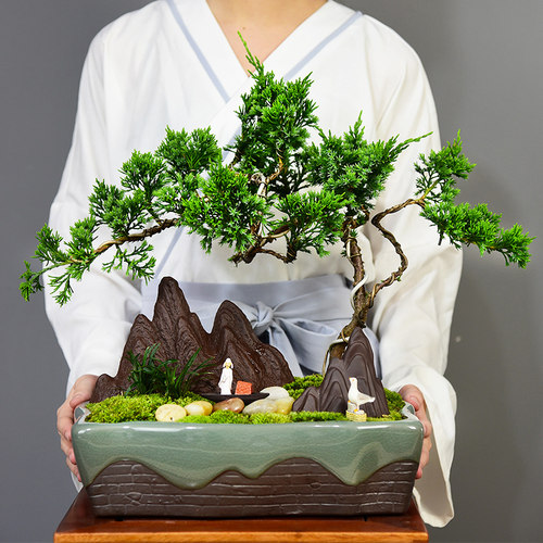 松柏盆景价格 松柏盆景图片 星期三