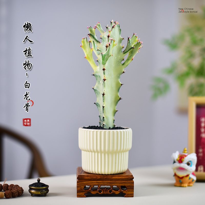 白龙骨仙人掌盆栽办公室桌面室内桌面网红植物耐旱耐活懒人绿植