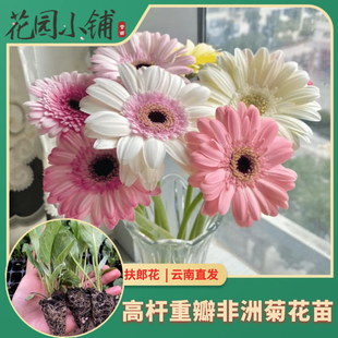 新品切花非洲菊苗非洲菊小苗 高杆扶郎花苗阳台原土发货新手易养