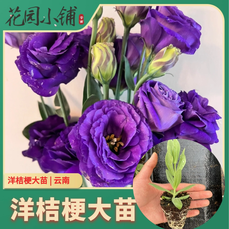 重瓣洋桔梗大苗 穴盘发货 切花品种盆栽多年生开花块 夏季可种图片