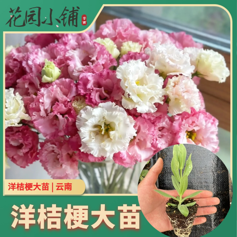 重瓣洋桔梗杯苗 穴盘发货 切花