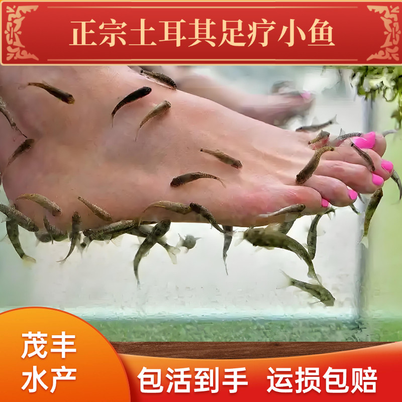 【正宗】正宗土耳其足疗亲亲鱼足疗小鱼鱼疗专用小鱼淡红墨头鱼
