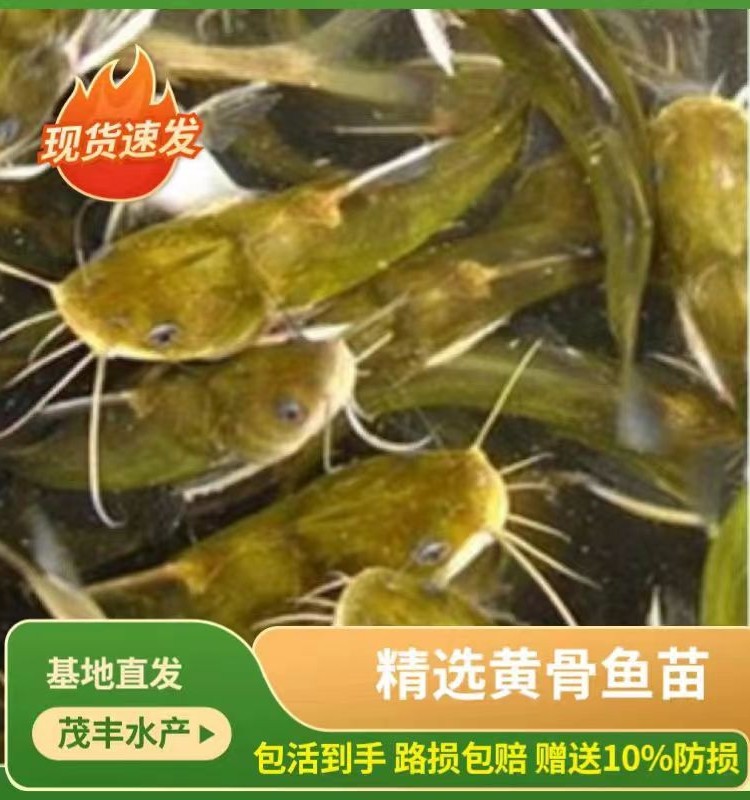 精选黄骨鱼苗黄辣丁鱼苗黄颡鱼苗大规格淡水黄丫头苗