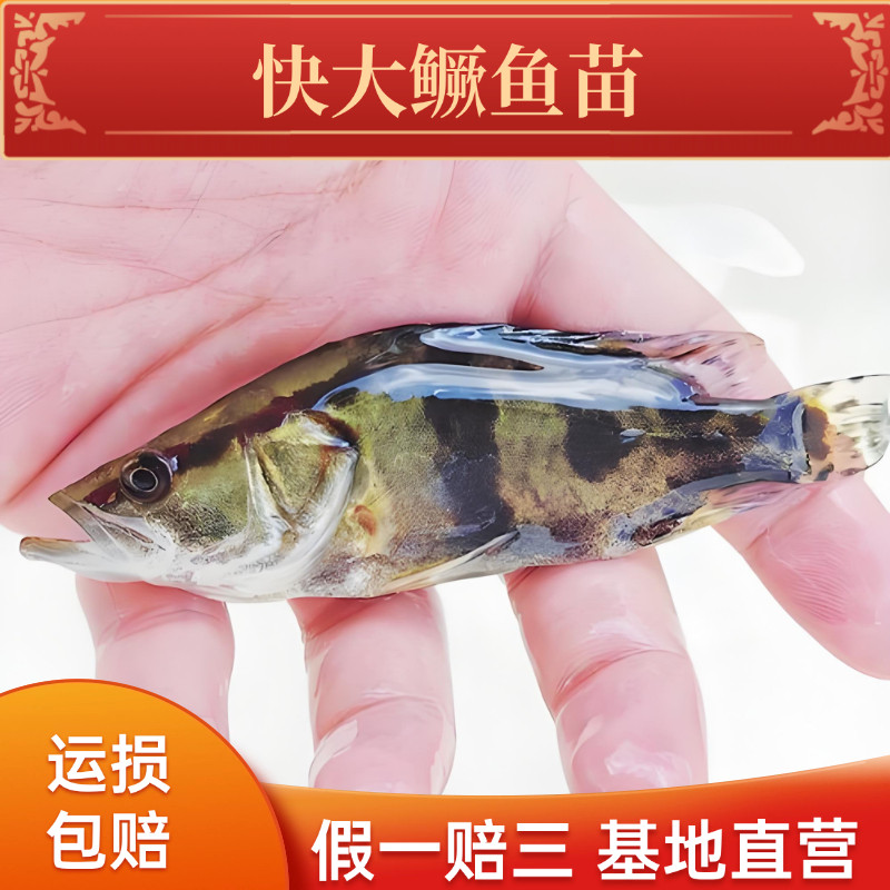 【中通包邮】精选正宗鳜鱼苗桂花鱼苗活体水族食用观赏鱼假一赔三