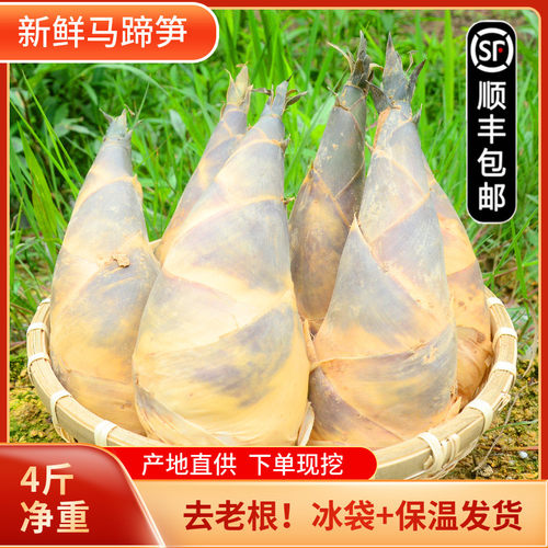 福建新鲜马蹄笋绿笋竹笋尖甜笋脆嫩笋油焖笋春夏笋大头笋现挖4斤
