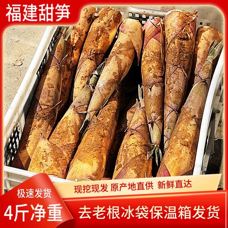 现挖福建新鲜甜笋黄尖笋野生黄泥竹笋脆嫩甜笋带壳鲜笋油焖笋现发