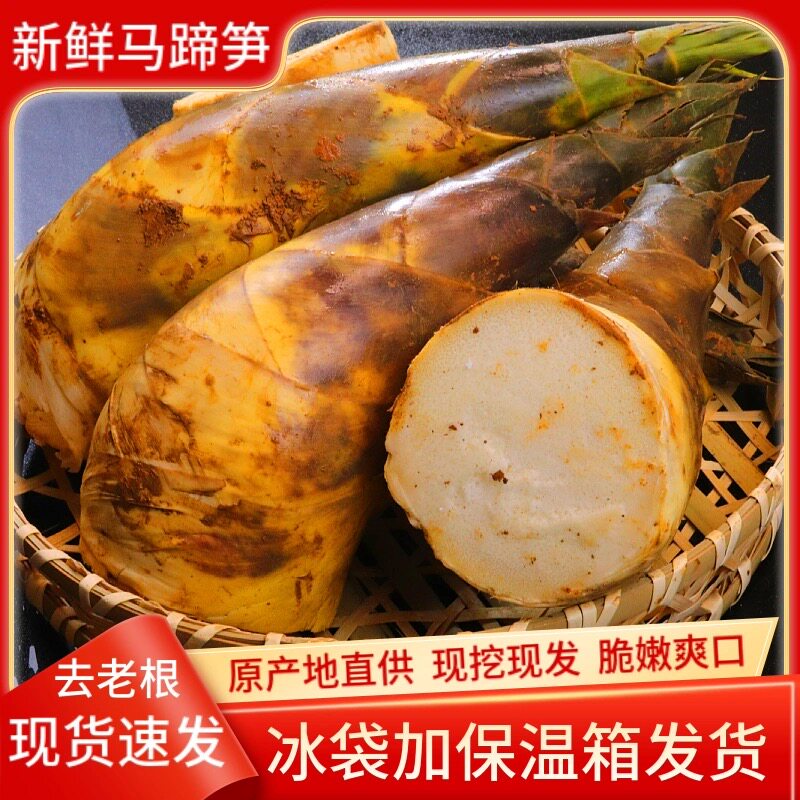 新鲜绿笋马蹄笋春笋黄泥笋现挖春夏竹笋尖甜笋油焖笋当季蔬菜4斤