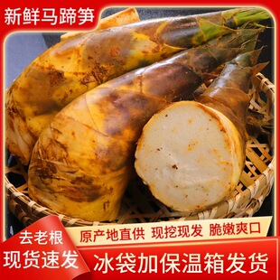 新鲜绿笋马蹄笋春笋黄泥笋现挖春夏竹笋尖甜笋油焖笋当季蔬菜4斤