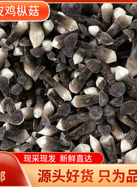 新鲜黑皮鸡枞菌鲜蘑菇鸡枞菇鸡棕菇荔枝菌野生食用菌现摘500g包邮