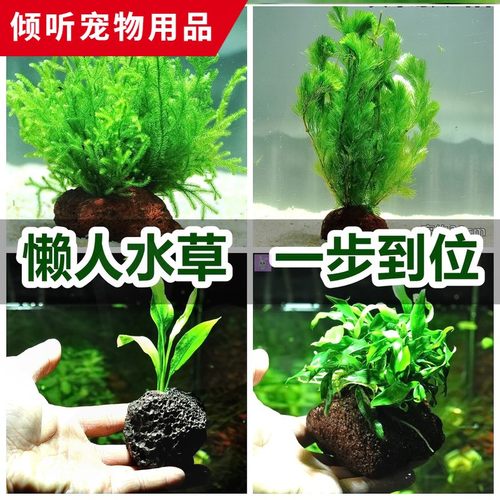 的金鱼养水草价格 的金鱼养水草图片 星期三