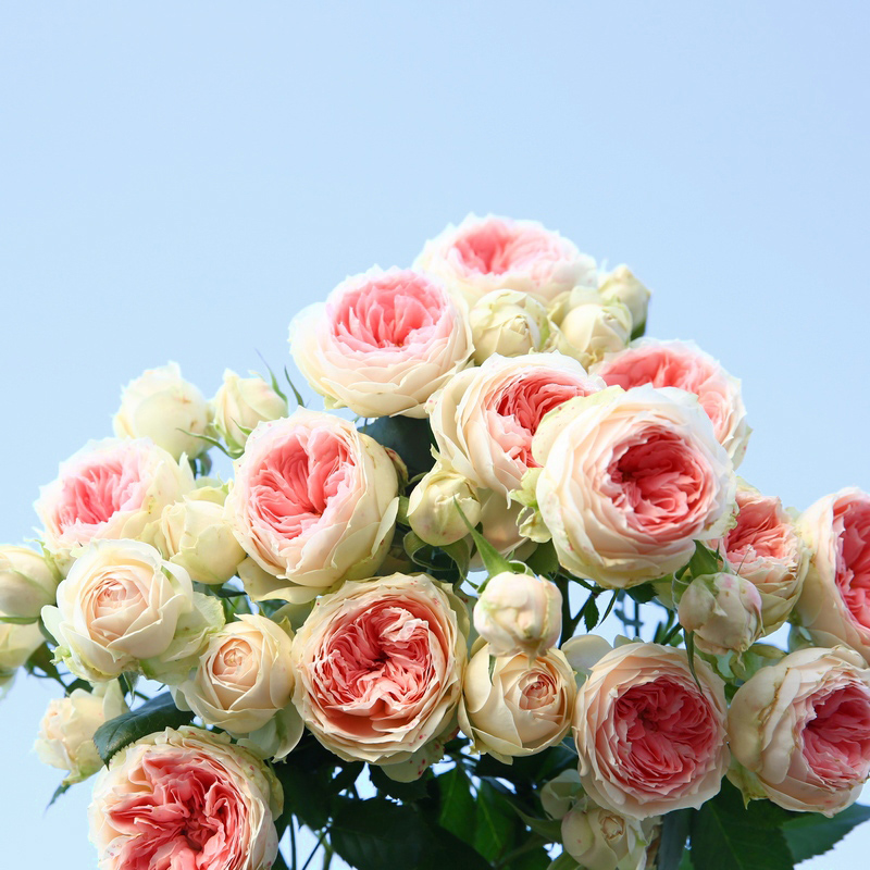 门廊绒球月季多季阳台盆栽花园绿植开花植物四季开花玫瑰月季花苗