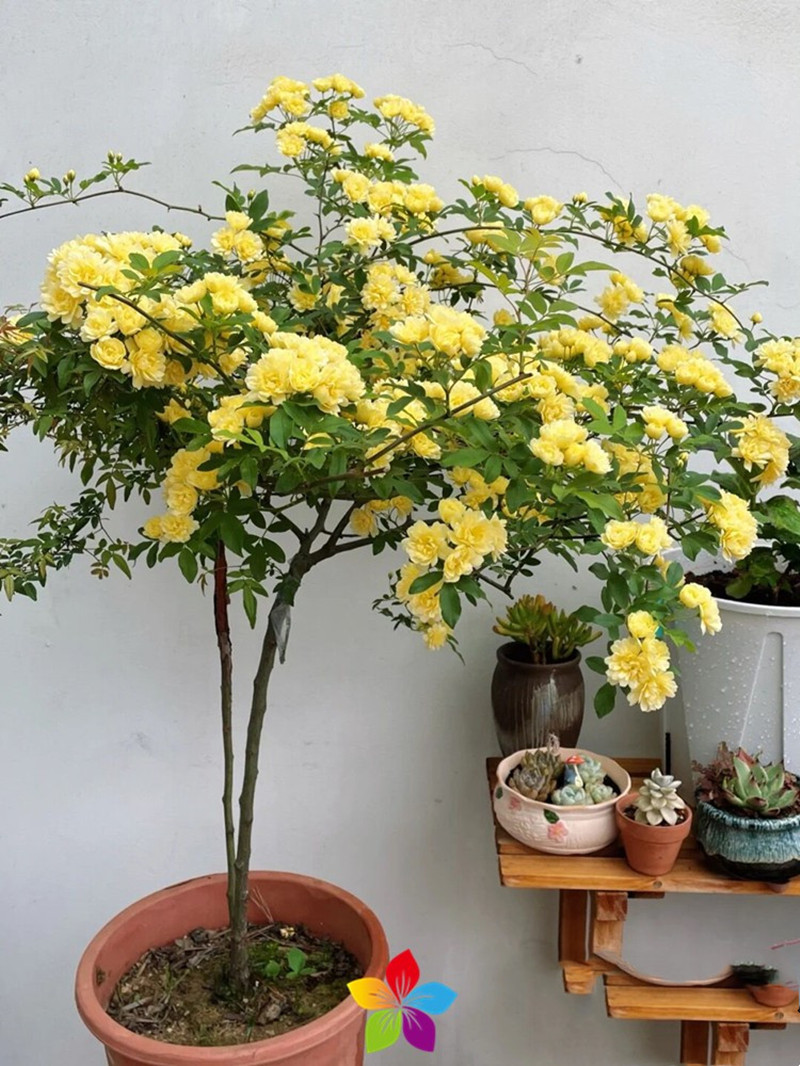 黄木香棒棒糖黄木香树状花苗木香树桩大苗盆栽庭院植物
