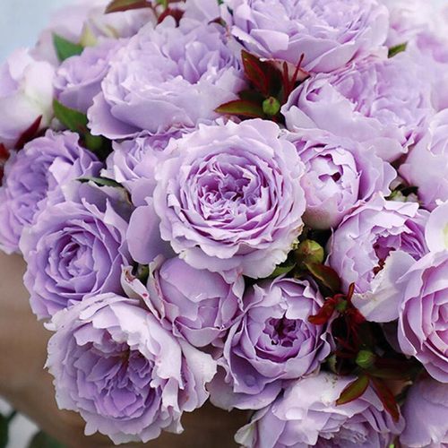 空蒙紫色花切花玫瑰月季