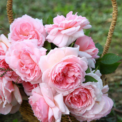 奥斯汀玫瑰花苗盆栽威基伍德粉伍德枝条软藤灌月季庭院四季开花