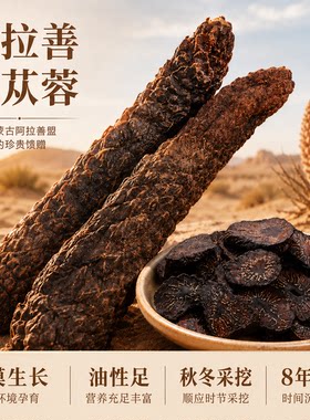 内蒙古秋冬季荒漠8年生长肉苁蓉