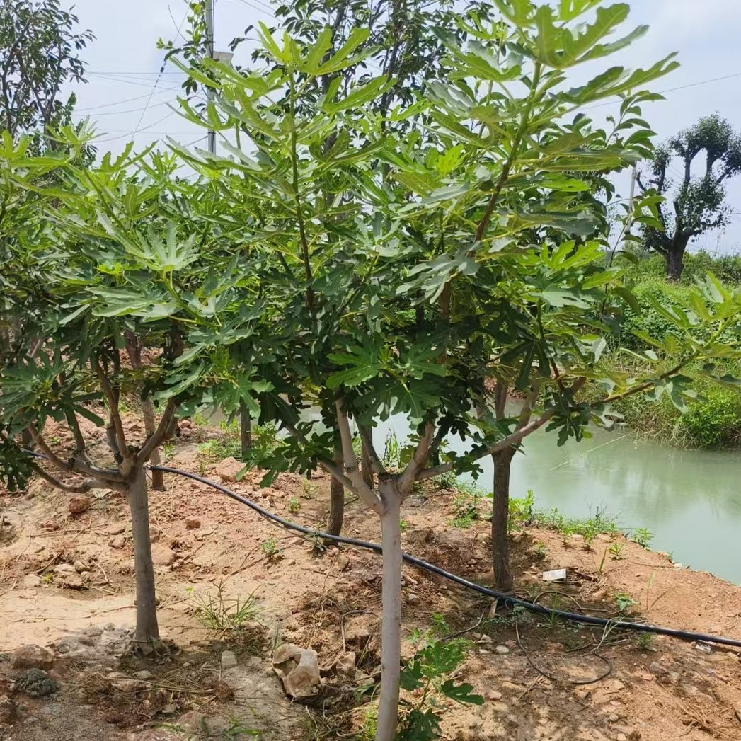 盆栽地栽南方北方无花果树果大香