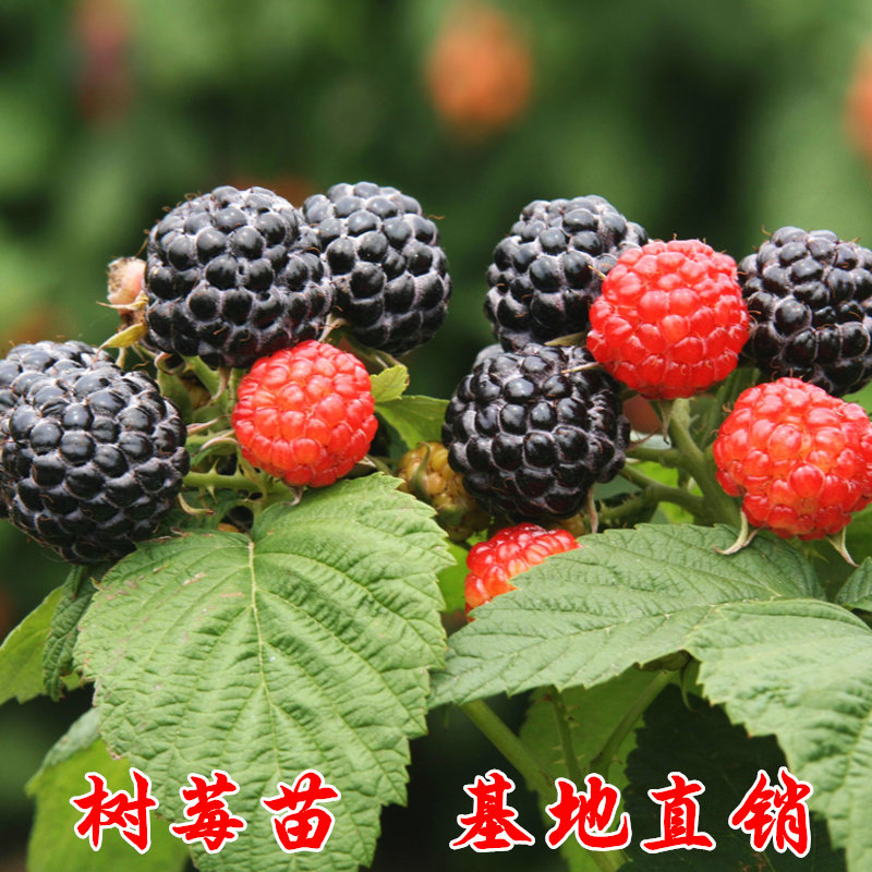 盆栽地栽覆盆子树莓树莓苗