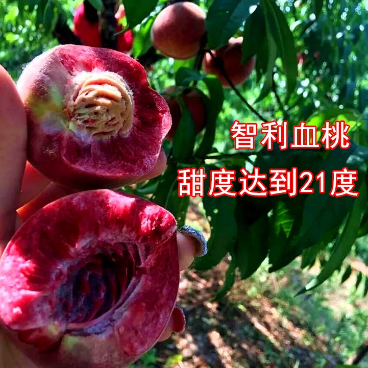 嫁接苗树苗油桃冬桃桃树苗