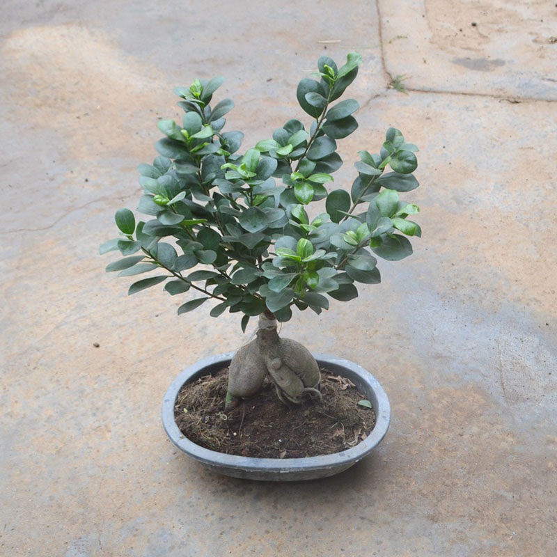 人参榕树苗盆栽绿植发财树小榕树植物树桩榕树盆景树桩文竹红枫苗