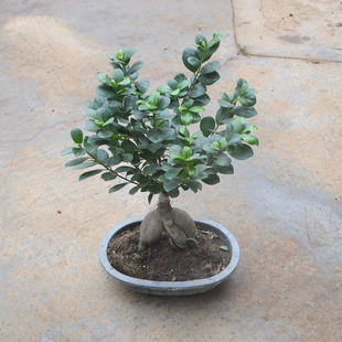 人参榕树苗盆栽绿植发财树小榕树植物树桩榕树盆景树桩文竹红枫苗