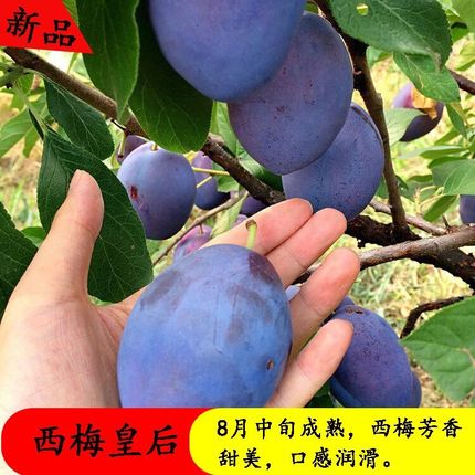 南北方种植李子树苗西梅当年结果